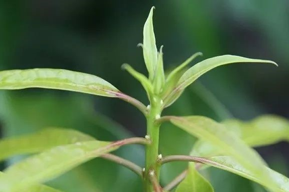 芒果控旺的真正的目的是什么？