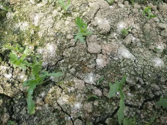 為什么我們常年種植同種作物產(chǎn)量會下降？