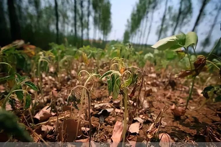市面有機肥種類混雜，如何選擇適合自己的肥料？