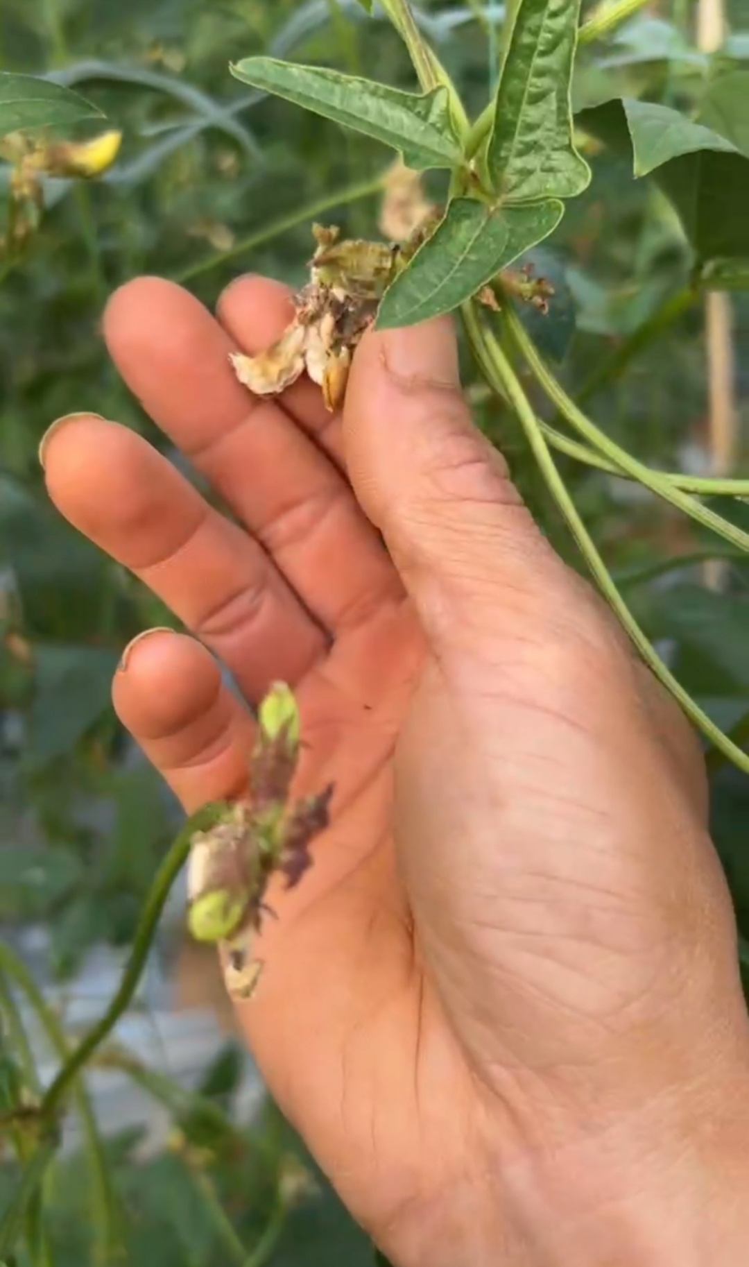 豆角敗花落花嚴重，什么原因？
