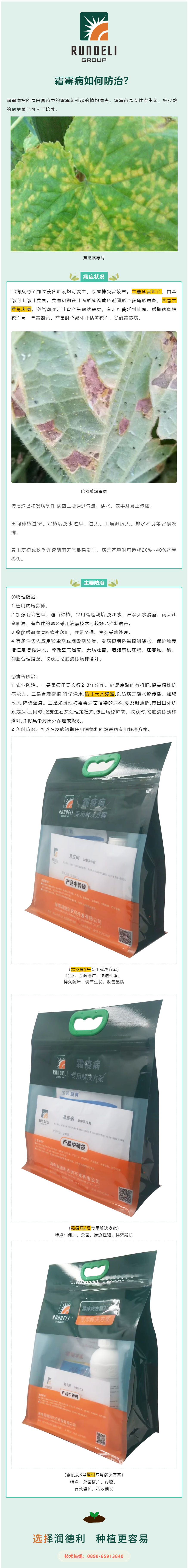 霜霉病容易并發(fā)角斑病，該如何防治？.png
