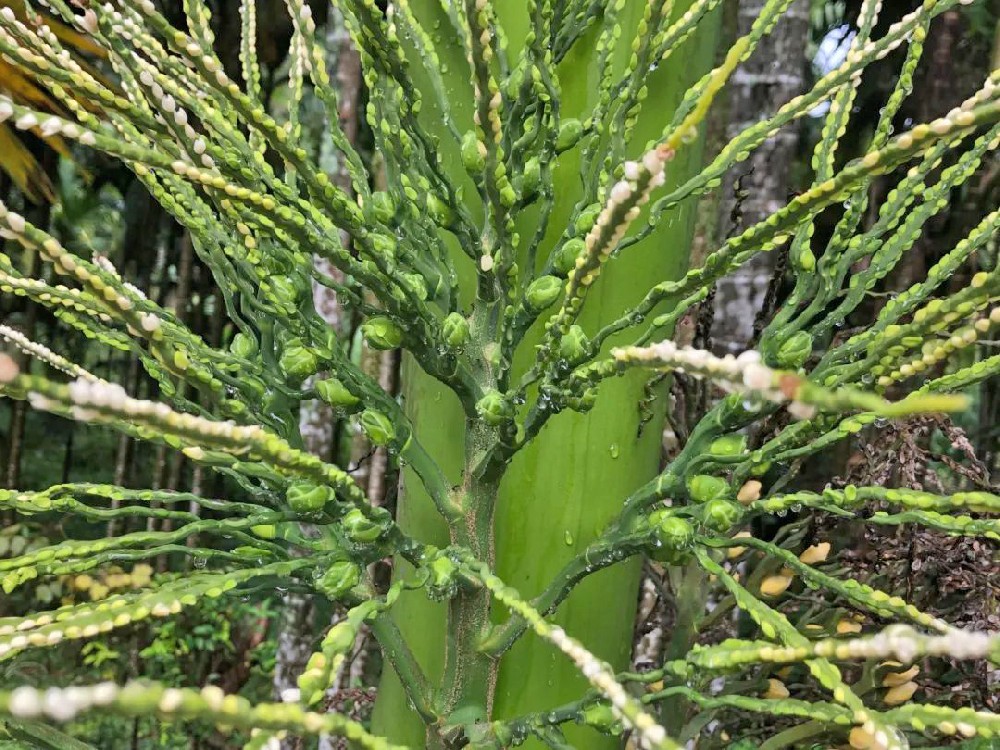 檳榔落花落果的原因是什么？如何防治？