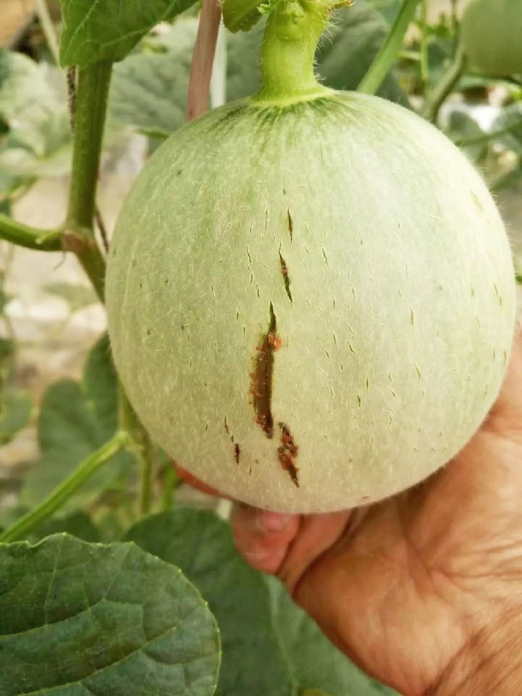 警惕！作物裂瓜裂果、臍腐病頻發(fā)，竟是缺了這些元素！
