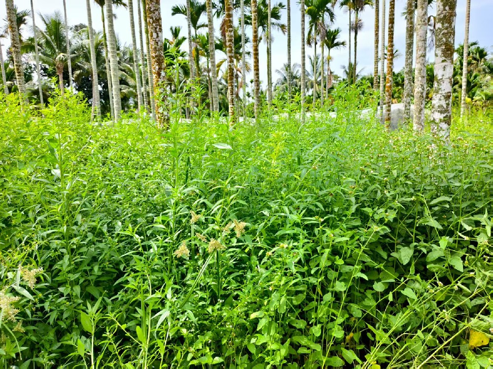 除草劑選不對(duì)？白花錢還傷作物！一文教你精準(zhǔn)選用，對(duì)癥除草